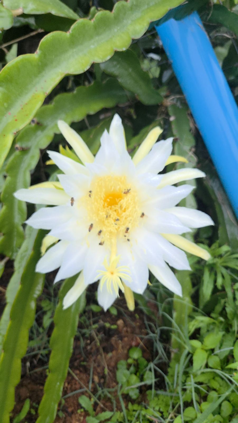 A single bloom by the irrigation pipe