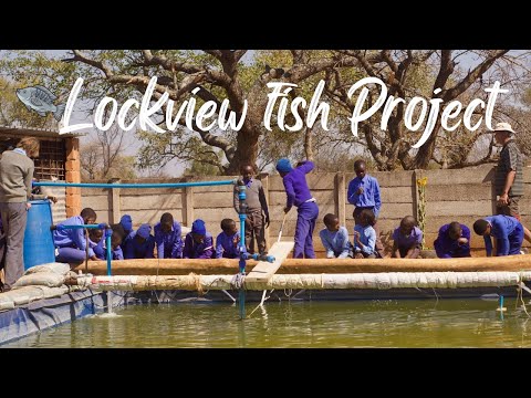 Still from a video about a community fish farming project in Bulawayo