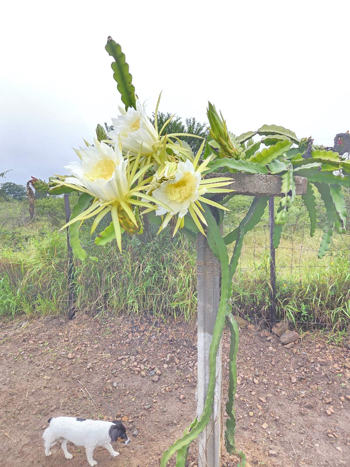 Parent stock dragon fruit plant on a post with several white flowers in bloom