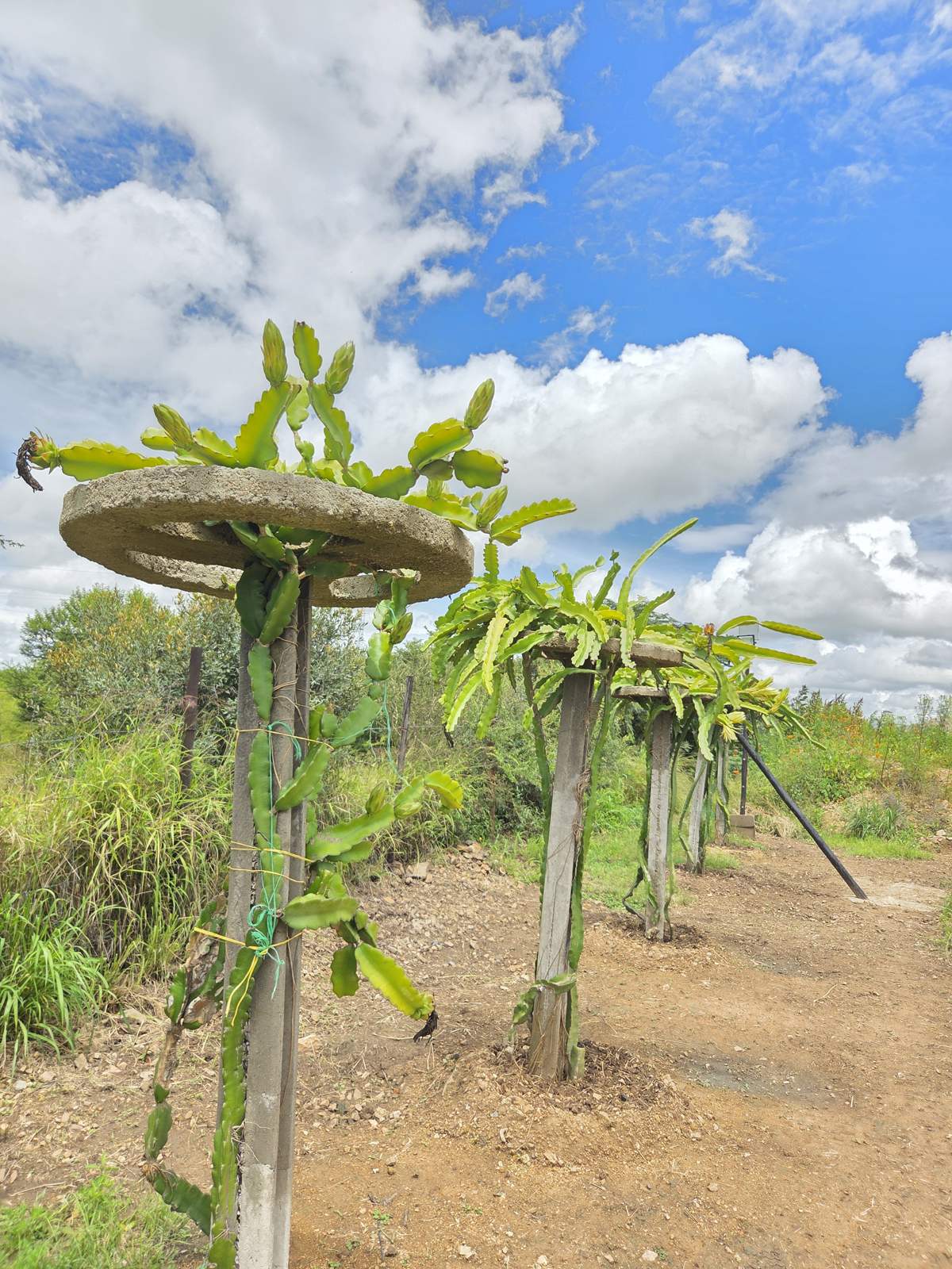 Rows of young dragon fruit plants on concrete posts with ring tops